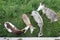 four donkeys seen from above while grazing the grass