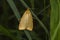 Four-dotted footman Cybosia mesomella