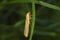 Four-dotted footman Cybosia mesomella