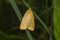 Four-dotted footman Cybosia mesomella