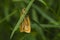 Four-dotted footman Cybosia mesomella