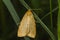 Four-dotted footman Cybosia mesomella