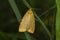 Four-dotted footman Cybosia mesomella