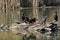 Four Double-crested Cormorant on a log in a pond with turtles.