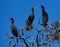 Four Double-crested Cormorants in a Tree