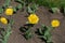 Four double fringed yellow tulips in the flowerbed