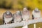 Four doves on the railing