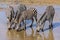 Four drinking plains zebras Equus quagga in a river in the Tarangire NP