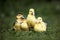 four ducklings posing on grass togeher