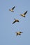 Four Ducks Flying in a Blue Sky