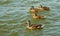 Four ducks in the lake