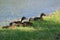 Four Ducks Sunning by a Pond