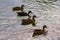 Four ducks are swimming together at a pond