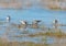 Four dunlins looking for food in shallow water