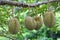 Four durians on tree