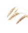 Four ears of wheat on a white background