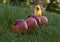 Four Easter coloured eggs on the grass with a fake chicken