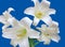 Four Easter Lilies, Lilium Longiflorum, White Trumpet Lily, Isolated on a Blue Background