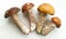 Four edible mushrooms on a light table top