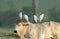 Four egrets on cow back