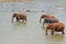 Four elephants bathing in a river, Sri Lanka