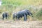 Four elephants in the Kruger Park South Africa