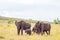 Four elephants moving away in the savannah of Masai Mara Park in