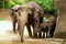 Four Elephants Posing for a Family Portrait