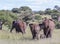 Four elephants walking away into a grass filled field