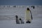 Four Emperor Penguin Chicks and parent