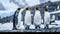 Four Emperor Penguins in Antarctica