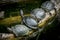 Four european pond turtles sunbathing on a piece of wood in a pond