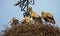 Four european white storks, ciconia, in the nest