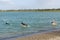 Four excited dogs playing in a dog park retention pond