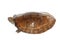 Four eye-spotted turtle