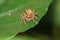 Four eyed jumping spider