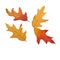 Four Fall Leaves Isolated