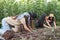 Four female farmers planting tomato seedlings from a seedbed into the ground.