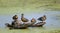 Four Female Mallards perched on trunk