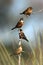 Four finches sharing a branch