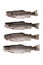 Four fish river trout