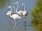 Four flamingos in Camargue