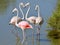 Four flamingos in Camargue