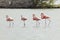 Four flamingos in a row at Curacao