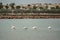 Four flamingos walking in the water against the city