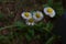 Four fleabane wildflower blooms on display