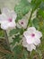 Four Flower wild kale in the garden