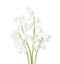 Four flowers of  Lily of the Valley isolated on white background