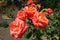 Four flowers of salmon pink rose