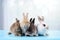 Four of fluffy bunny,young adorable rabbits lying on blue floor